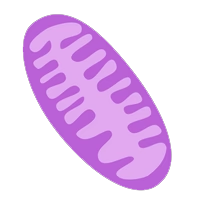 Illustration of mitochondria
